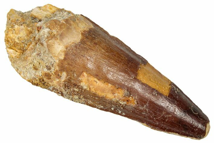 Fossil Spinosaurus Tooth - Real Dinosaur Tooth #350125